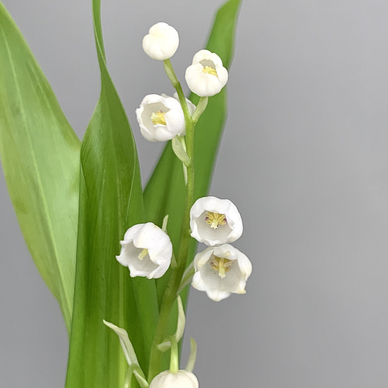 Альпийский луг