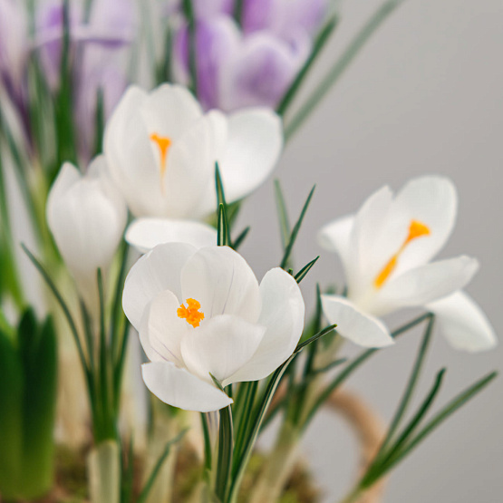 Первоцветы в корзине №3