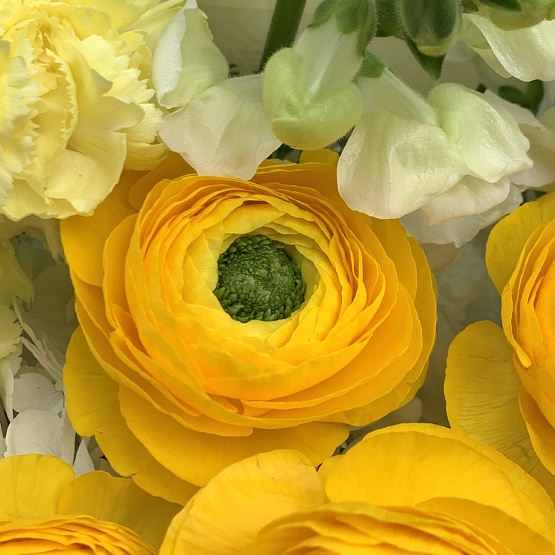 Солнечная весна