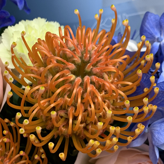 Лазурные тропики