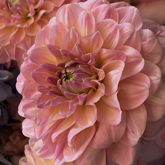 Coral Radiance