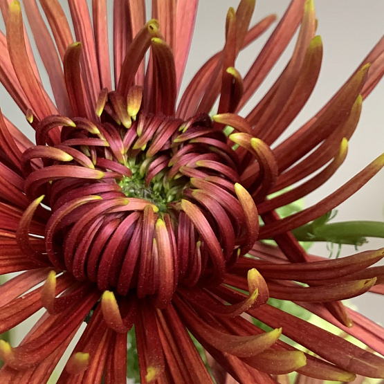 Осеннее плие