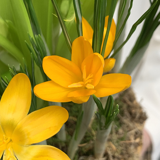 пробуждение весны