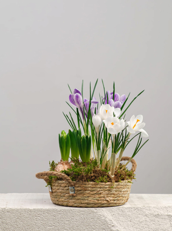 Первоцветы в корзине №3