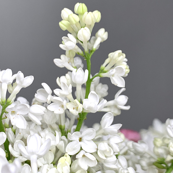 Весенний сон