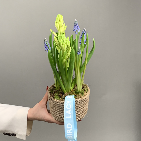 весенние эфемероиы