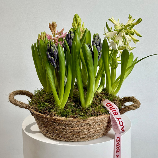 Корзина с гиацинтами