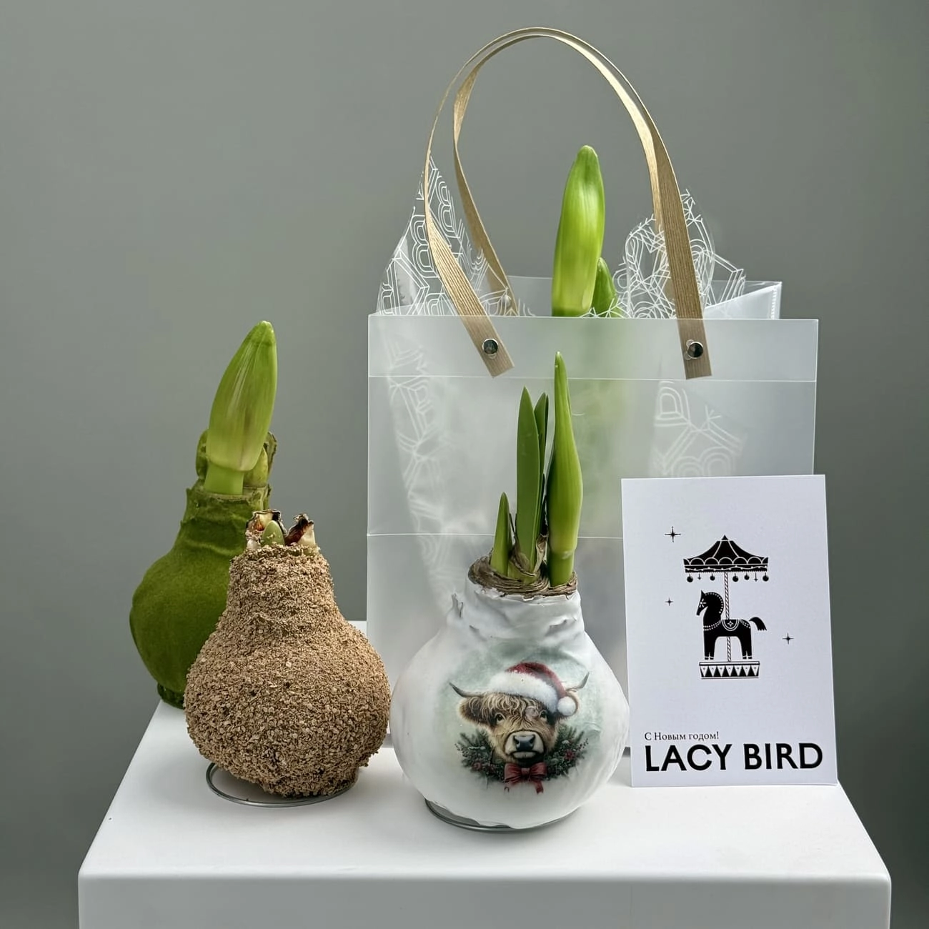 Амариллис в воске