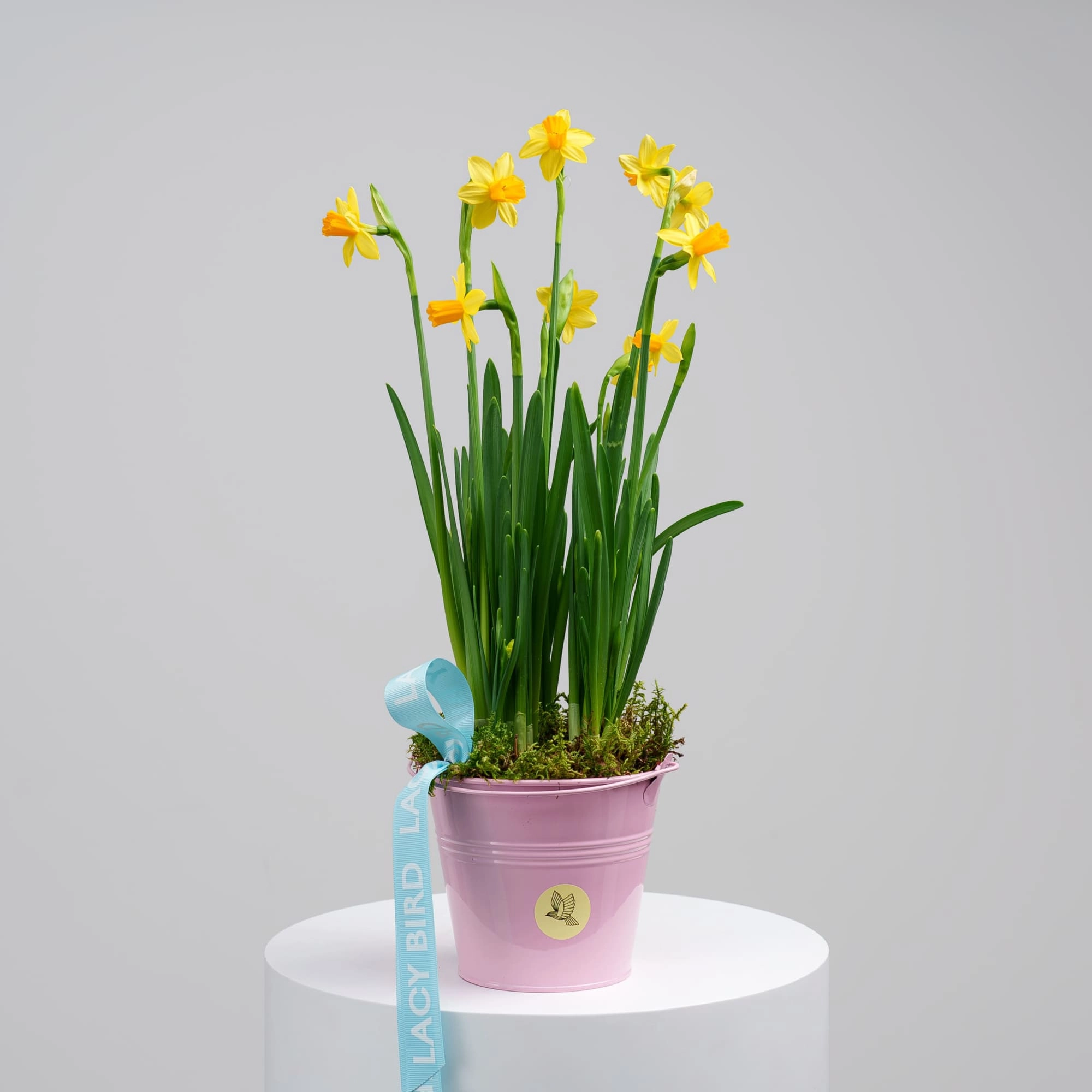 Первоцветы №1