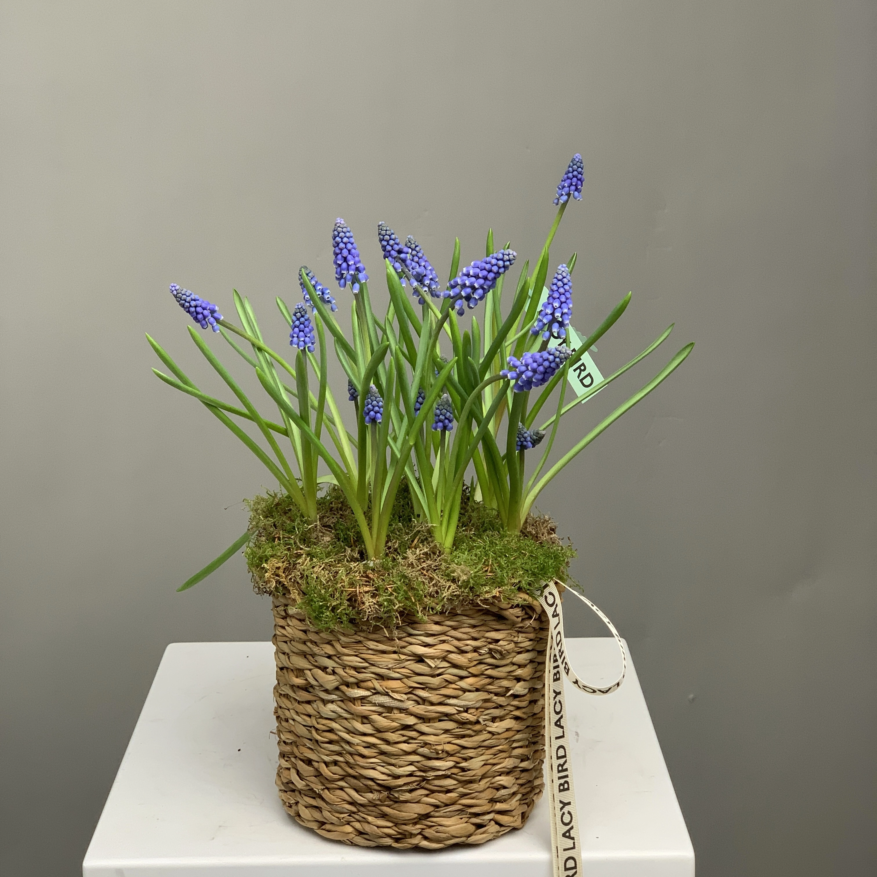 Весенний мотив 