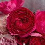 Garden Roses Mix Crimson-pink